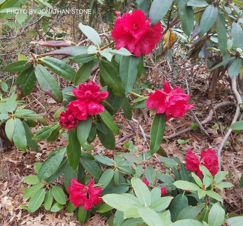 - Rhododendron 'Grace Seabrook' Red Blooms - Mr Maple │ Buy Japanese Maple Trees