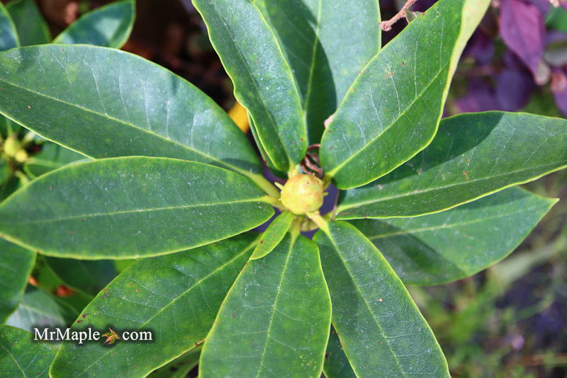 - Rhododendron 'Honorable Jean Marie de Montegue' Bright Red Blooms - Mr Maple │ Buy Japanese Maple Trees