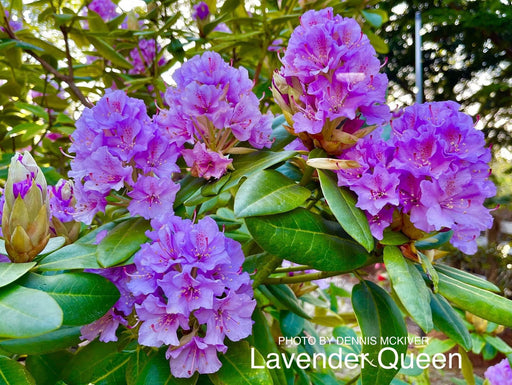 - Rhododendron 'Lavender Queen' Purple Blooms - Mr Maple │ Buy Japanese Maple Trees