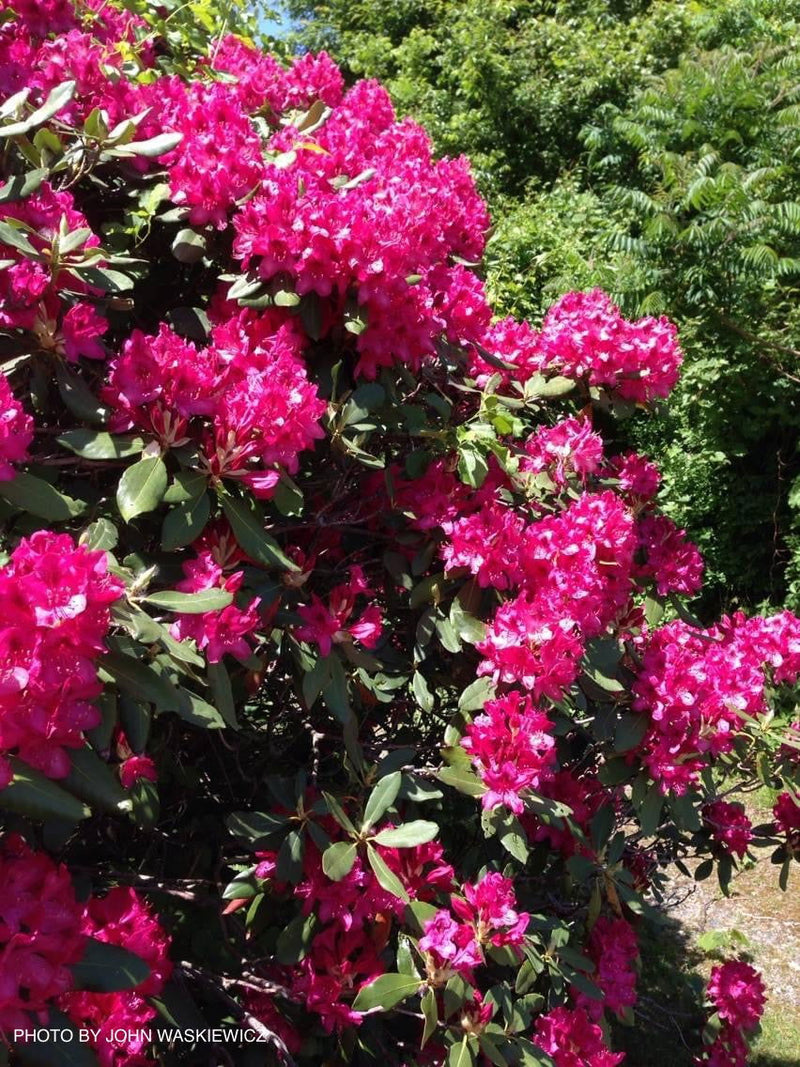 - Rhododendron 'Nova Zembla' Red Blooms - Mr Maple │ Buy Japanese Maple Trees