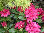 - Rhododendron 'Nova Zembla' Red Blooms - Mr Maple │ Buy Japanese Maple Trees