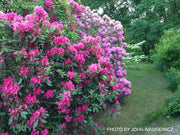 - Rhododendron 'Nova Zembla' Red Blooms - Mr Maple │ Buy Japanese Maple Trees