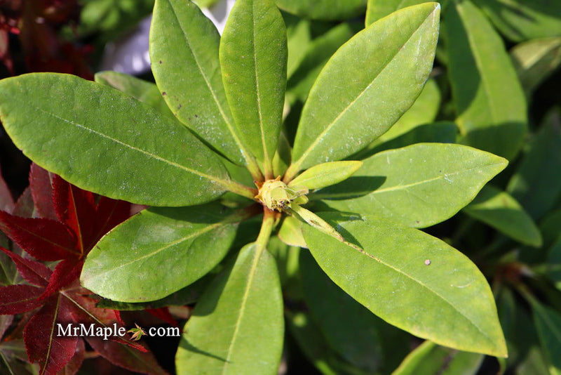 - Rhododendron 'Nova Zembla' Red Blooms - Mr Maple │ Buy Japanese Maple Trees