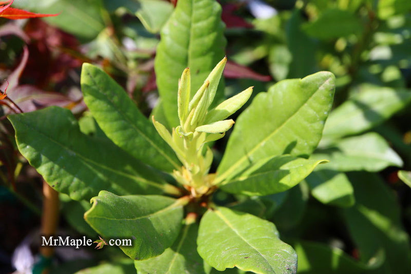 - Rhododendron 'Nova Zembla' Red Blooms - Mr Maple │ Buy Japanese Maple Trees