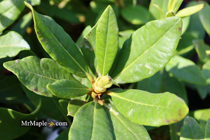 - Rhododendron 'Nova Zembla' Red Blooms - Mr Maple │ Buy Japanese Maple Trees