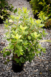 - Rhododendron 'PJM Elite' Red Purple Blooms - Mr Maple │ Buy Japanese Maple Trees