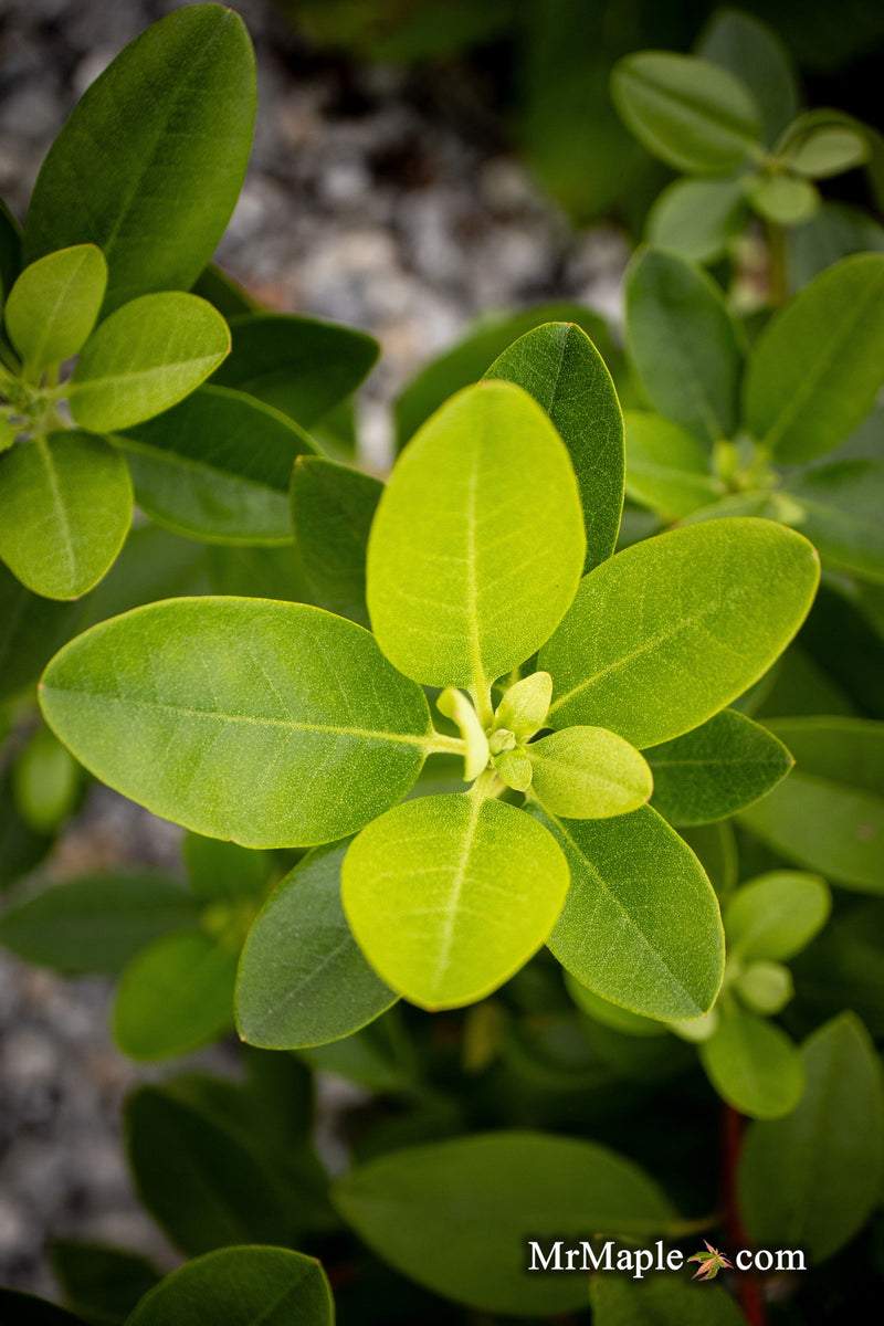 - Rhododendron 'PJM Elite' Red Purple Blooms - Mr Maple │ Buy Japanese Maple Trees