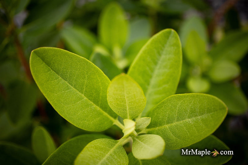 - Rhododendron 'PJM Elite' Red Purple Blooms - Mr Maple │ Buy Japanese Maple Trees