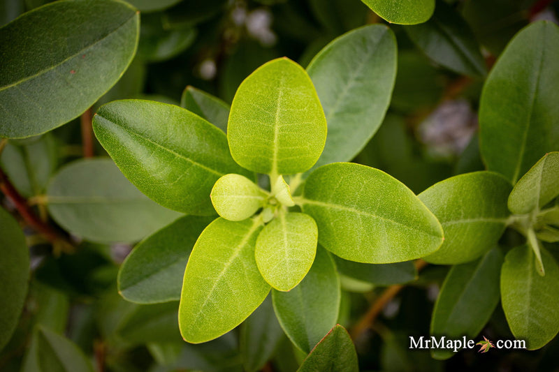 - Rhododendron 'PJM Elite' Red Purple Blooms - Mr Maple │ Buy Japanese Maple Trees