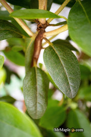 - Rhododendron 'PJM Elite' Red Purple Blooms - Mr Maple │ Buy Japanese Maple Trees