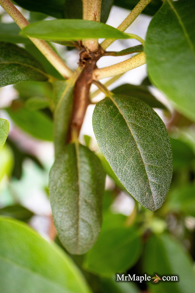- Rhododendron 'PJM Elite' Red Purple Blooms - Mr Maple │ Buy Japanese Maple Trees