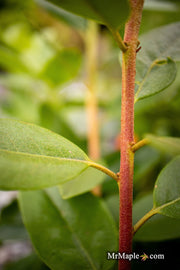 - Rhododendron 'PJM Elite' Red Purple Blooms - Mr Maple │ Buy Japanese Maple Trees