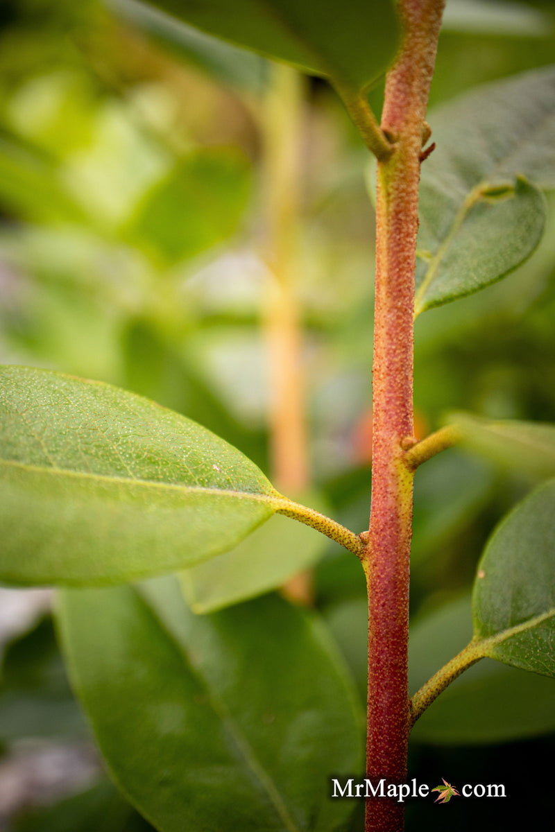 - Rhododendron 'PJM Elite' Red Purple Blooms - Mr Maple │ Buy Japanese Maple Trees