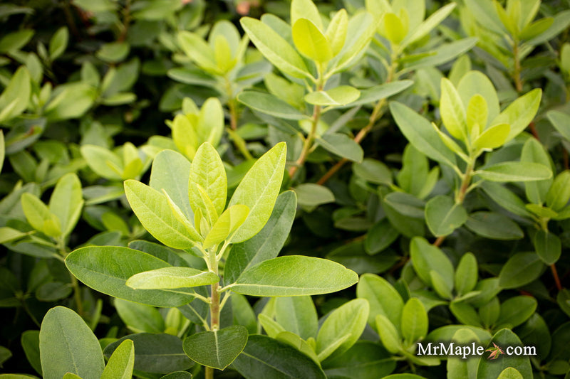 - Rhododendron 'PJM Elite' Red Purple Blooms - Mr Maple │ Buy Japanese Maple Trees