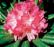 - Rhododendron 'Peppermint Twist' Pink Blooms - Mr Maple │ Buy Japanese Maple Trees
