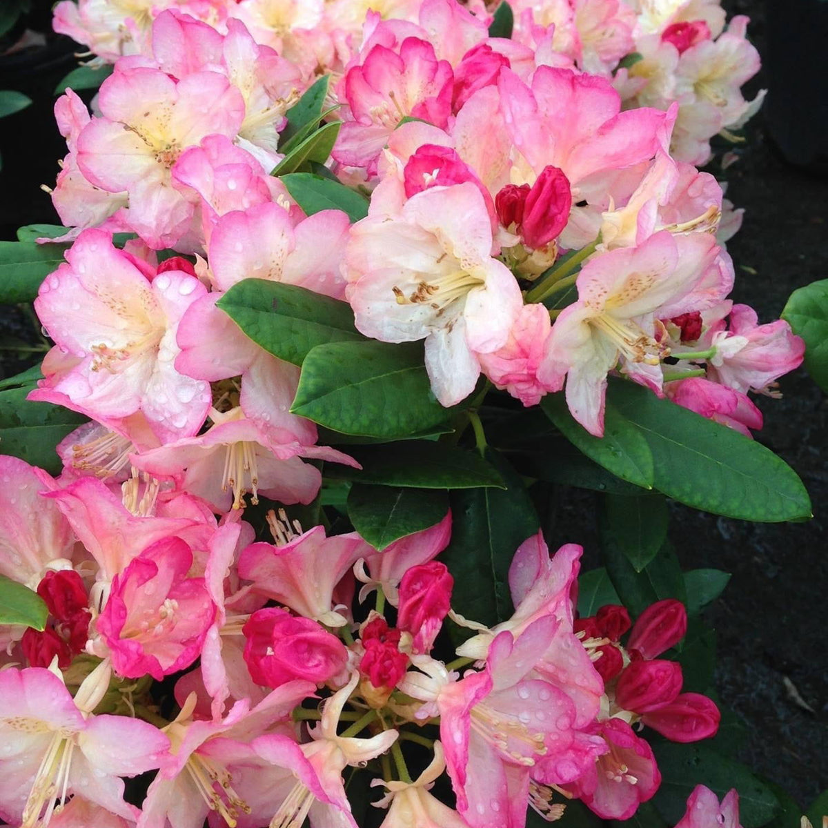Buy Rhododendron 'Percy Wiseman' Bright Pink Blooms — Mr Maple │ Buy  Japanese Maple Trees