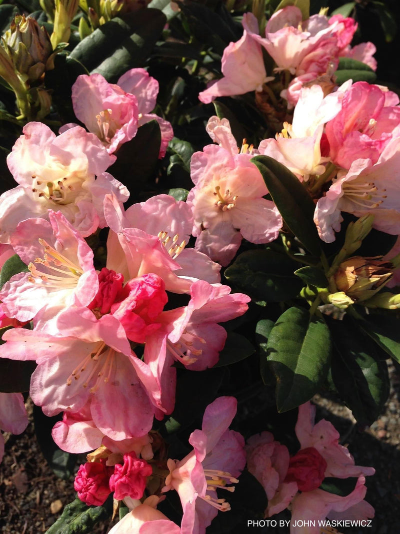 - Rhododendron 'Percy Wiseman' Bright Pink Blooms - Mr Maple │ Buy Japanese Maple Trees