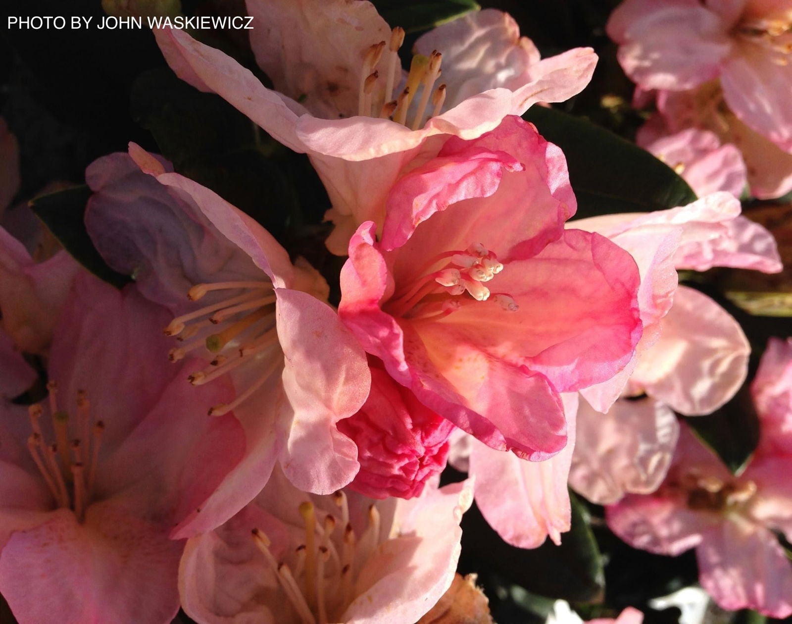 Mr Maple Rhododendron Percy Wiseman - Thumbnail 4
