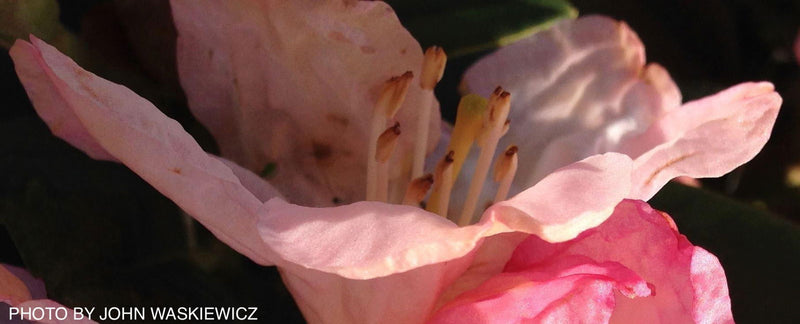- Rhododendron 'Percy Wiseman' Bright Pink Blooms - Mr Maple │ Buy Japanese Maple Trees