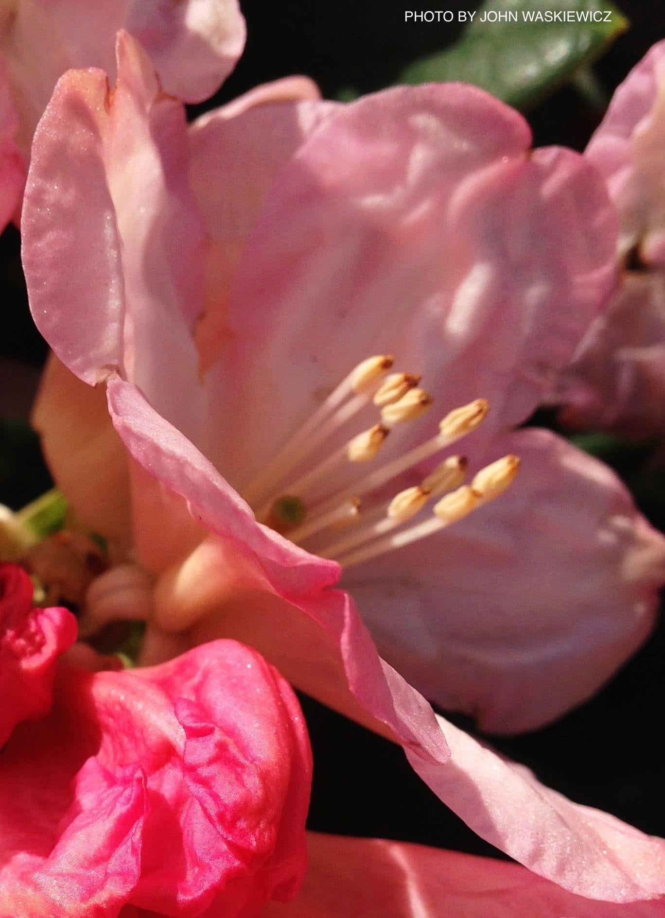 Mr Maple Rhododendron Percy Wiseman - Thumbnail 3