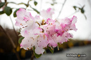 - Rhododendron 'Pink Snowflakes' Pink & White Blooms - Mr Maple │ Buy Japanese Maple Trees