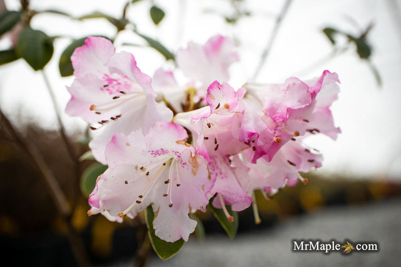 - Rhododendron 'Pink Snowflakes' Pink & White Blooms - Mr Maple │ Buy Japanese Maple Trees