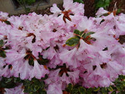 - Rhododendron 'Pink Snowflakes' Pink & White Blooms - Mr Maple │ Buy Japanese Maple Trees