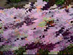 - Rhododendron 'Pink Snowflakes' Pink & White Blooms - Mr Maple │ Buy Japanese Maple Trees