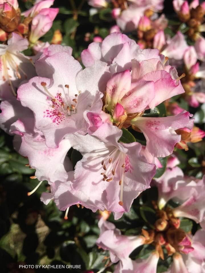 - Rhododendron 'Pink Snowflakes' Pink & White Blooms - Mr Maple │ Buy Japanese Maple Trees