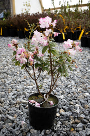 - Rhododendron 'Pink Snowflakes' Pink & White Blooms - Mr Maple │ Buy Japanese Maple Trees