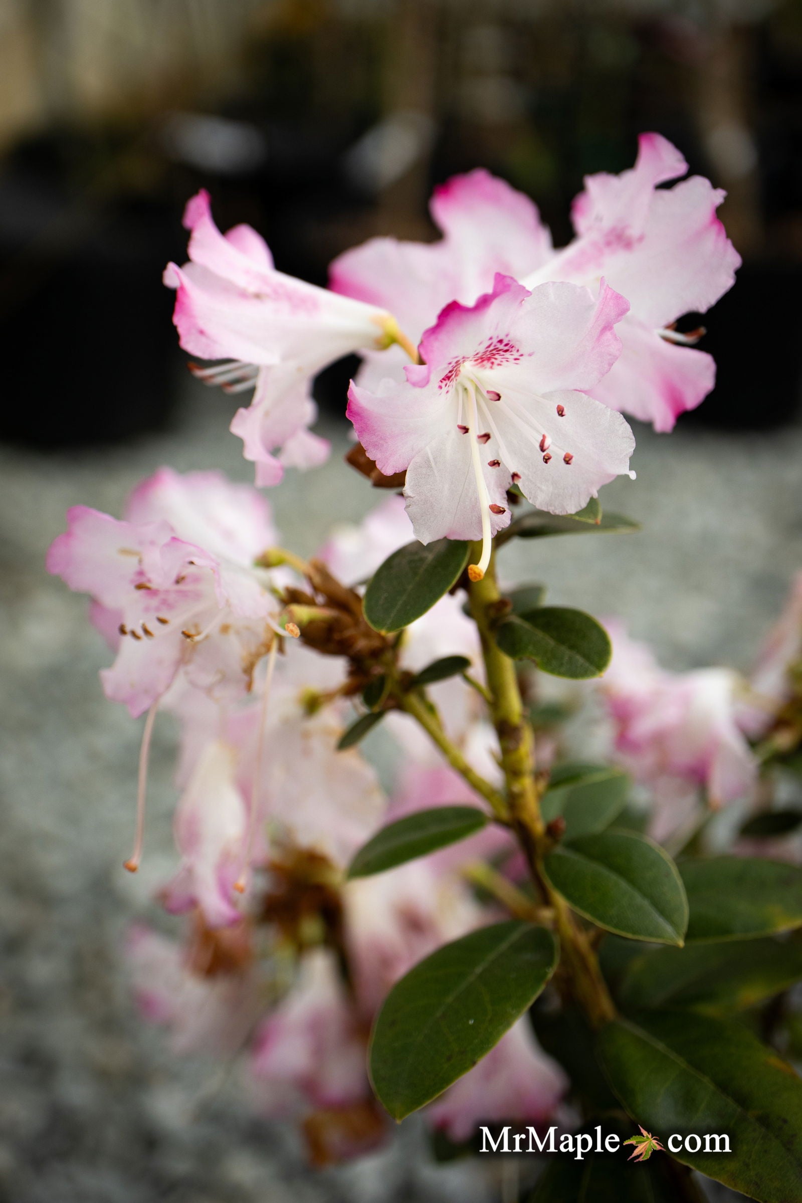 Buy Rhododendron 'Pink Snowflakes' Pink & White Blooms — Mr Maple │ Buy ...
