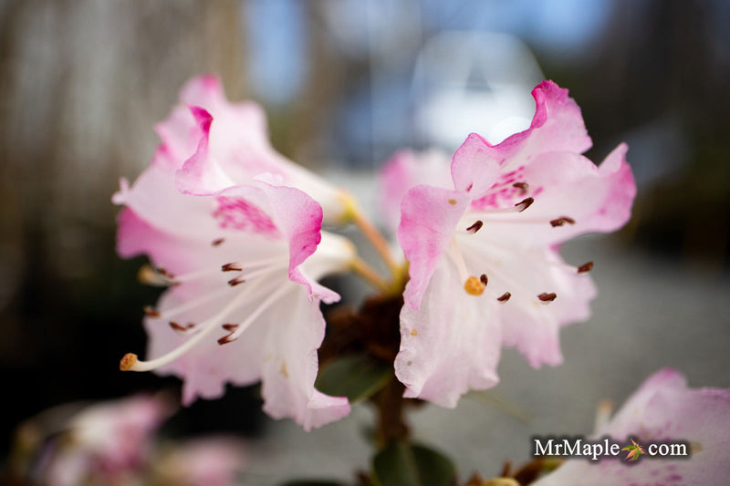 - Rhododendron 'Pink Snowflakes' Pink & White Blooms - Mr Maple │ Buy Japanese Maple Trees