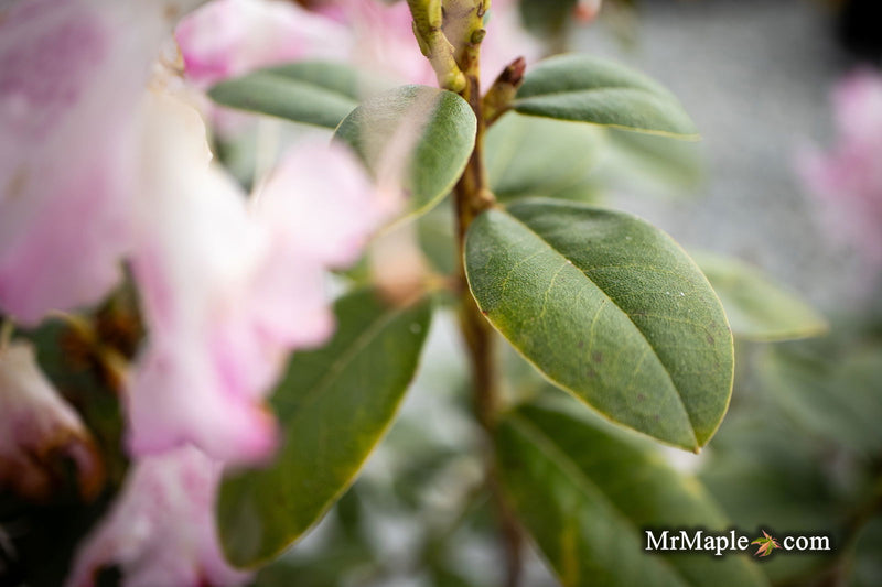 - Rhododendron 'Pink Snowflakes' Pink & White Blooms - Mr Maple │ Buy Japanese Maple Trees