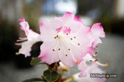 - Rhododendron 'Pink Snowflakes' Pink & White Blooms - Mr Maple │ Buy Japanese Maple Trees