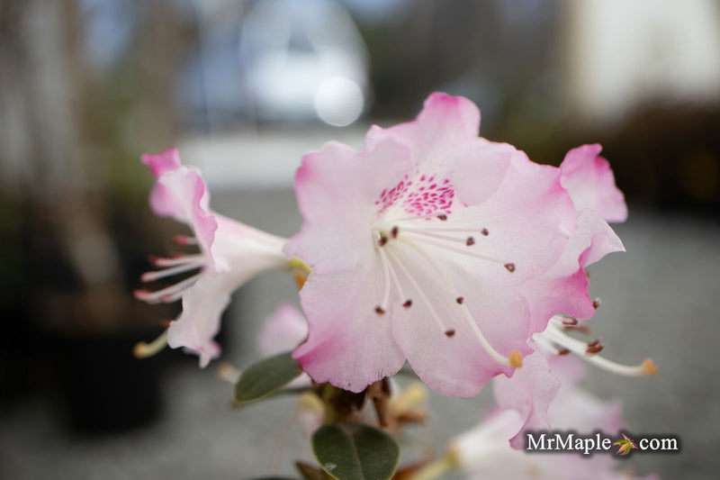 - Rhododendron 'Pink Snowflakes' Pink & White Blooms - Mr Maple │ Buy Japanese Maple Trees