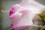 - Rhododendron 'Pink Snowflakes' Pink & White Blooms - Mr Maple │ Buy Japanese Maple Trees