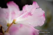 - Rhododendron 'Pink Snowflakes' Pink & White Blooms - Mr Maple │ Buy Japanese Maple Trees
