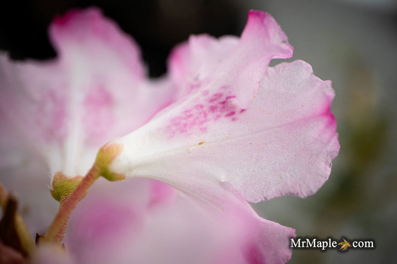 - Rhododendron 'Pink Snowflakes' Pink & White Blooms - Mr Maple │ Buy Japanese Maple Trees