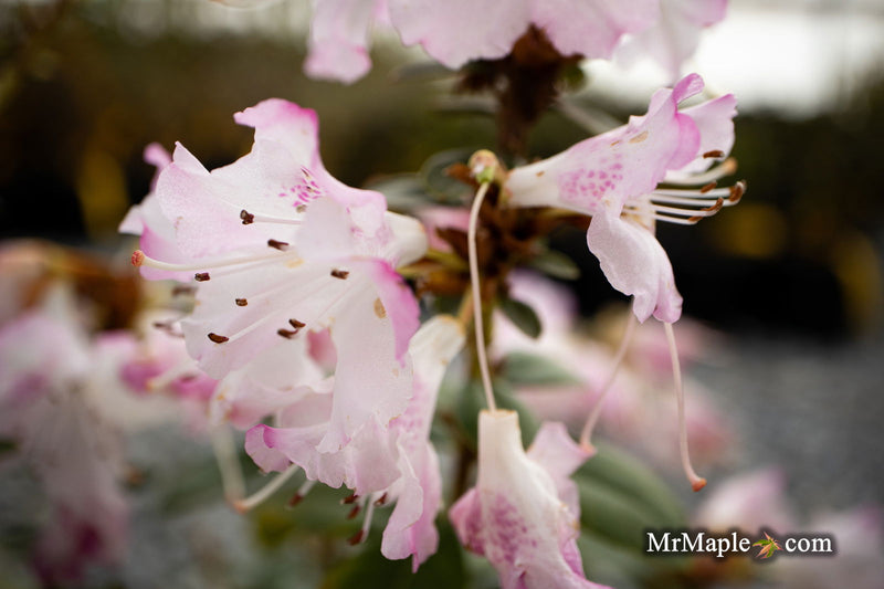 - Rhododendron 'Pink Snowflakes' Pink & White Blooms - Mr Maple │ Buy Japanese Maple Trees