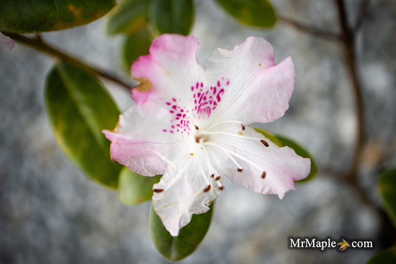 - Rhododendron 'Pink Snowflakes' Pink & White Blooms - Mr Maple │ Buy Japanese Maple Trees