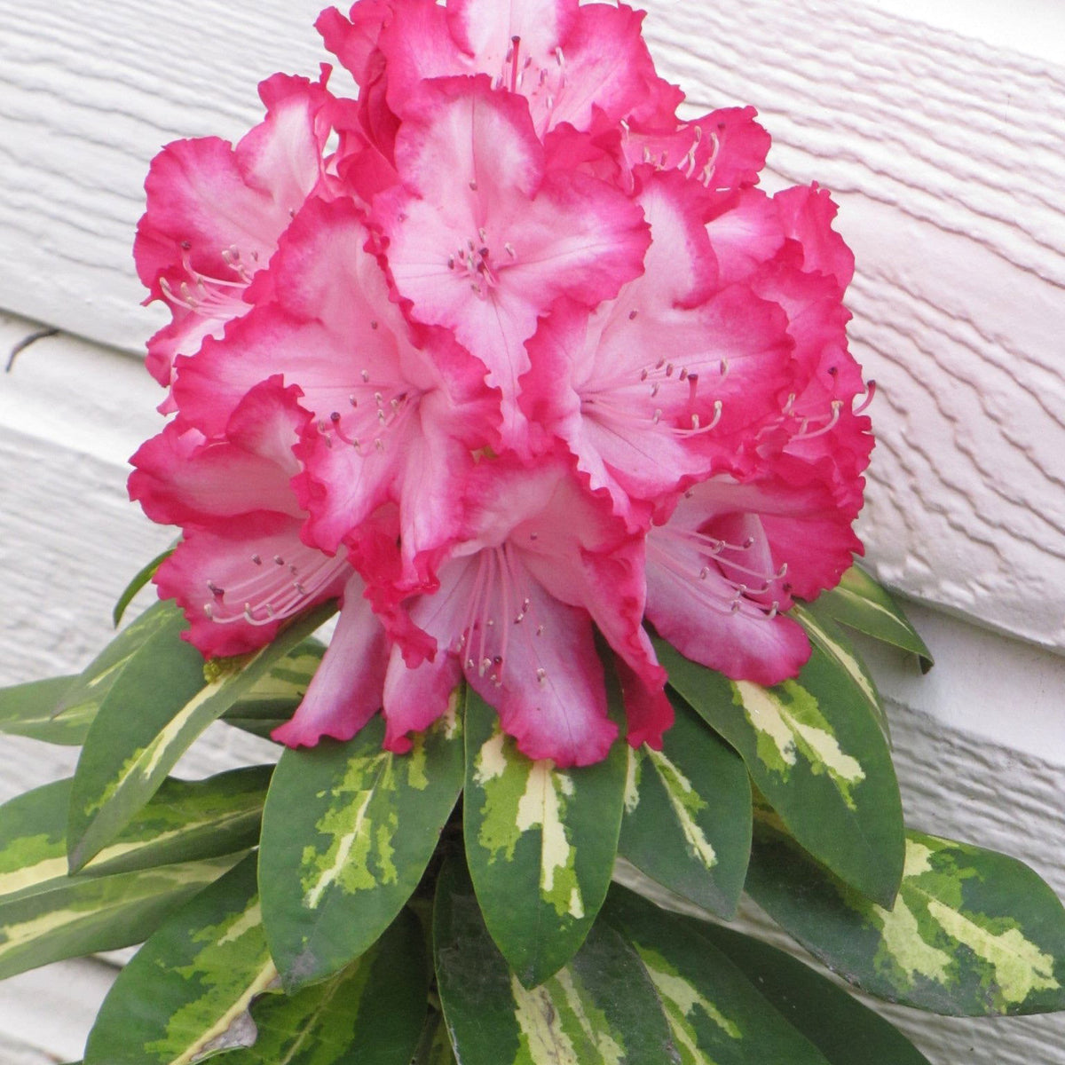 Buy Rhododendron 'President Roosevelt' Variegated Red Blooms — Mr Maple │  Buy Japanese Maple Trees