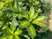 - Rhododendron 'President Roosevelt' Variegated Red Blooms - Mr Maple │ Buy Japanese Maple Trees