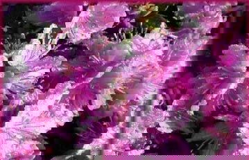 - Rhododendron 'Purple Gem' Purple Blooms - Mr Maple │ Buy Japanese Maple Trees