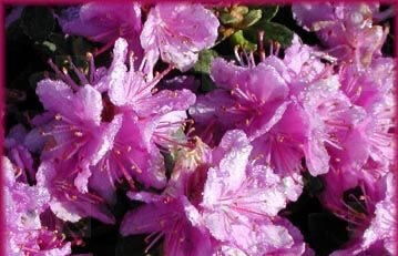 - Rhododendron 'Purple Gem' Purple Blooms - Mr Maple │ Buy Japanese Maple Trees