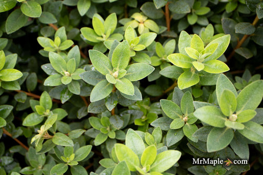 - Rhododendron 'Purple Gem' Purple Blooms - Mr Maple │ Buy Japanese Maple Trees