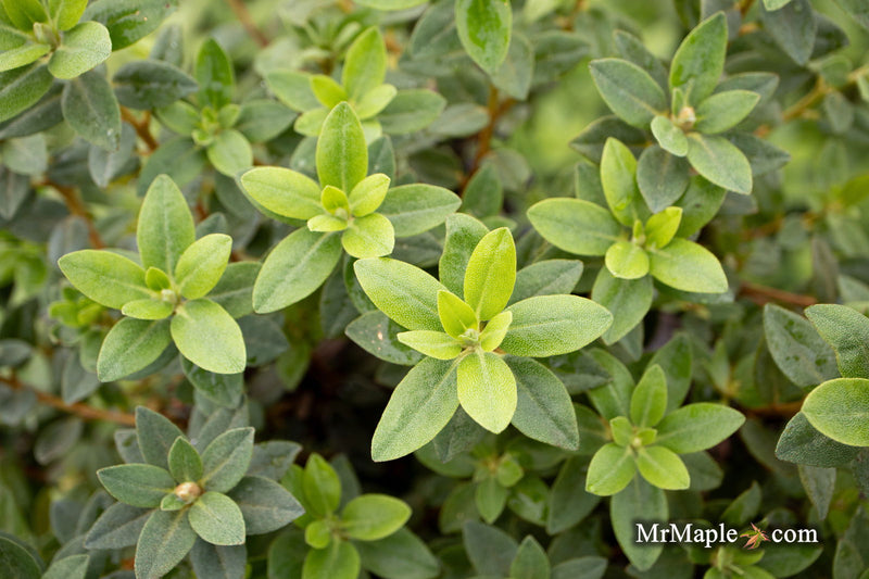 - Rhododendron 'Purple Gem' Purple Blooms - Mr Maple │ Buy Japanese Maple Trees