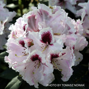- Rhododendron 'Sapporo' Evergreen White Blooms - Mr Maple │ Buy Japanese Maple Trees