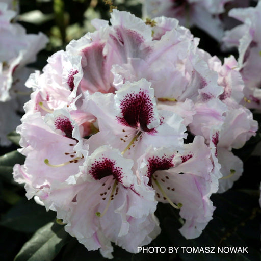 - Rhododendron 'Sapporo' Evergreen White Blooms - Mr Maple │ Buy Japanese Maple Trees