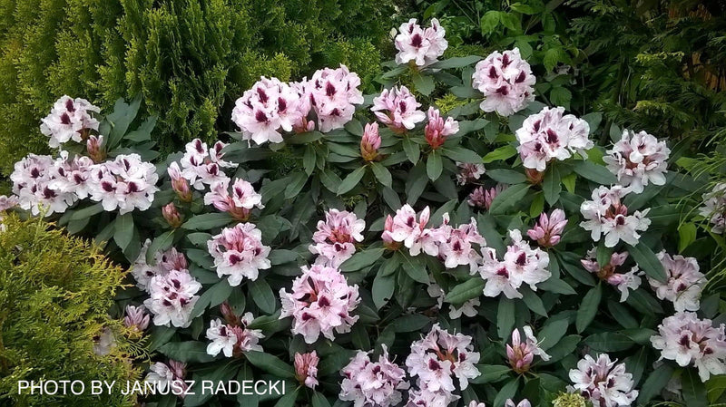 - Rhododendron 'Sapporo' Evergreen White Blooms - Mr Maple │ Buy Japanese Maple Trees