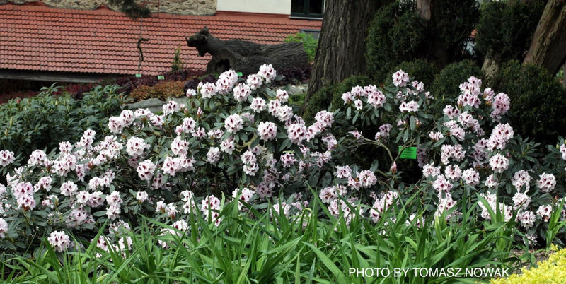 - Rhododendron 'Sapporo' Evergreen White Blooms - Mr Maple │ Buy Japanese Maple Trees